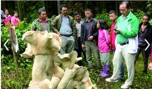 云南蘑菇王林业局制标本 万人围观有人撒钱许愿祈福