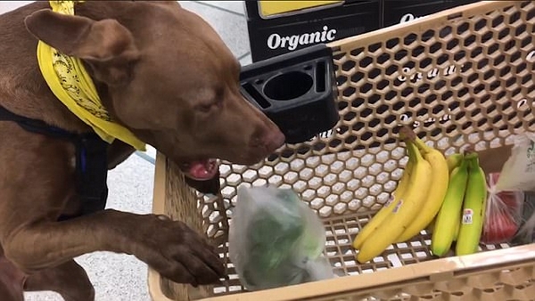 美服务犬超市里替主人买东西暖心行为获赞无数