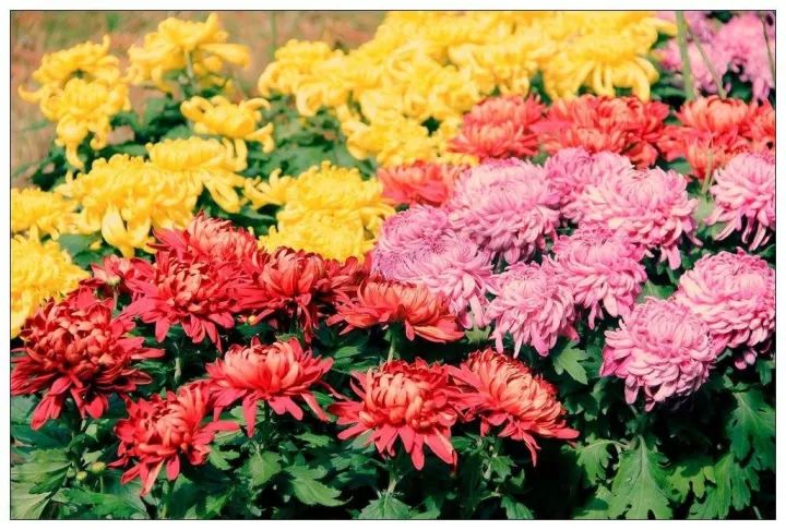 季羡林:我的长寿之道|兖州|茱萸|重阳糕