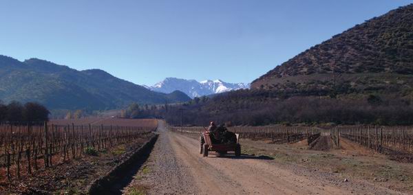 智利葡萄酒,不仅仅是便宜而已|智利|葡萄酒|葡萄