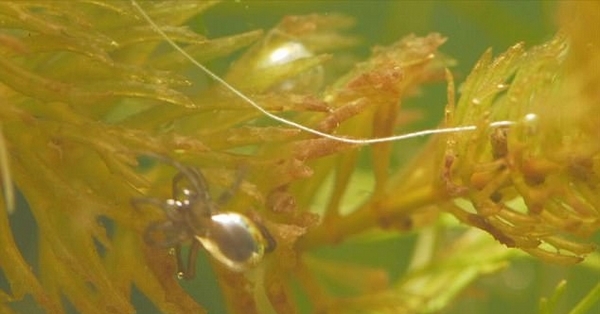 奇妙!实拍英国水蜘蛛收集空气筑水下蛛巢|水蜘