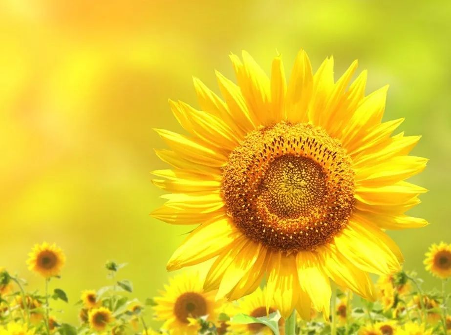 做个内心有光的人|内心|徐遥|生活