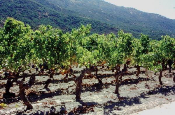 智利葡萄酒,不仅仅是便宜而已|智利|葡萄酒|葡萄