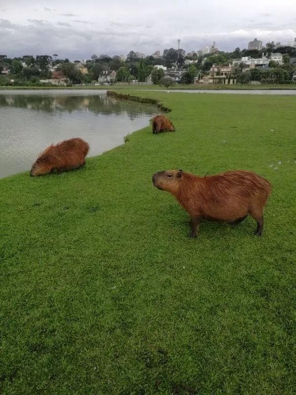 陈说天下|城市不是问题,而是解决方案(下)|库里