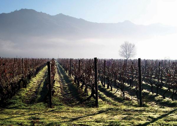 智利葡萄酒,不仅仅是便宜而已|智利|葡萄酒|葡萄