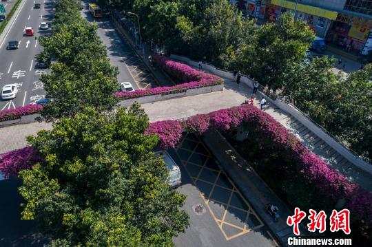 深圳拟在三年内打造成世界著名花城(图)|深圳