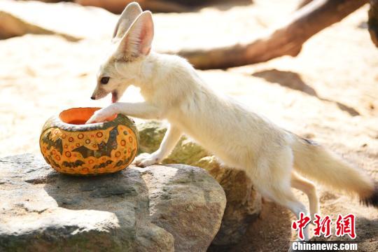 万圣节前深圳野生动物园居民获南瓜大餐|深圳
