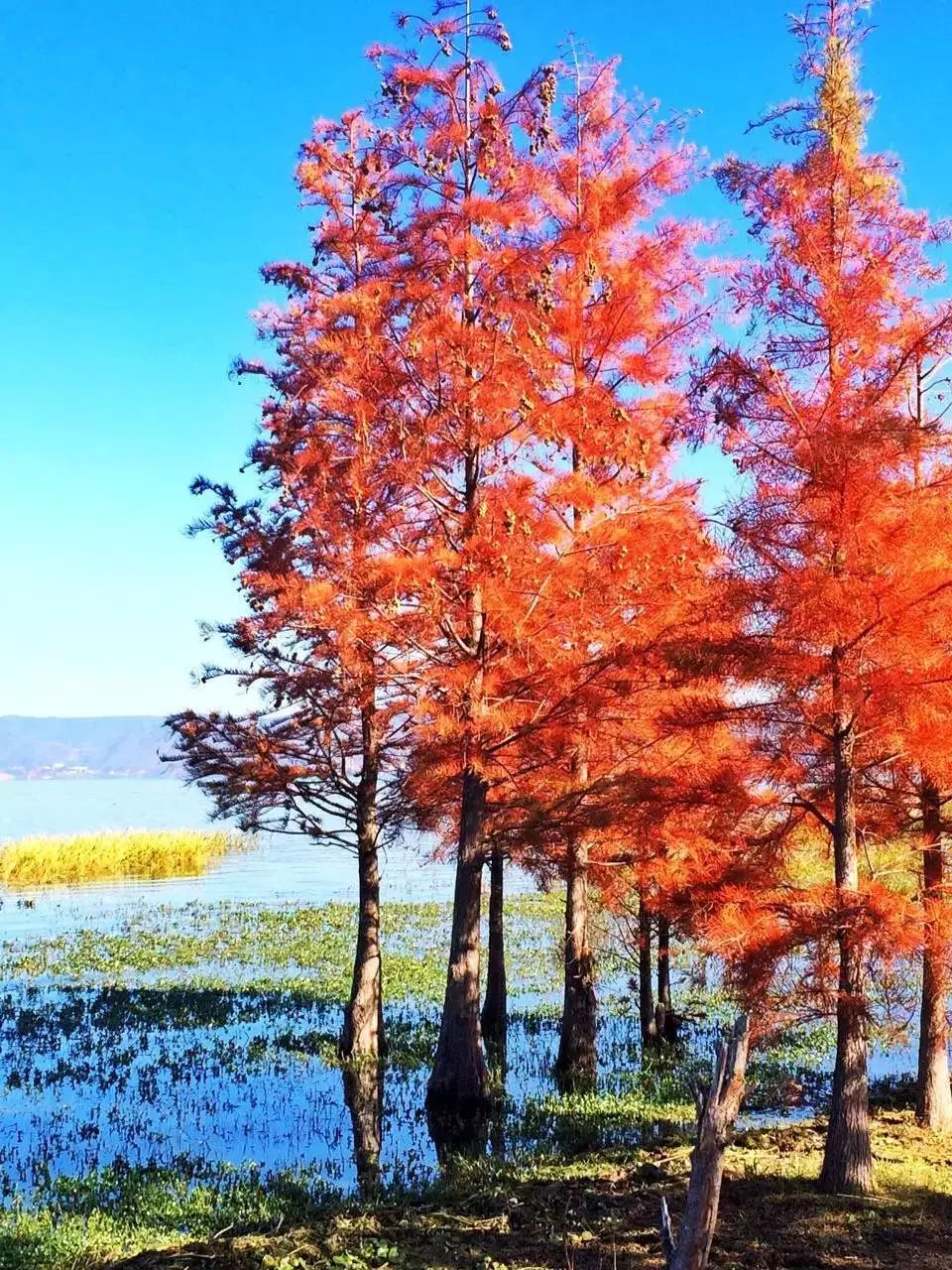 要去大理的小伙伴注意啦!洱海所有游船今日起