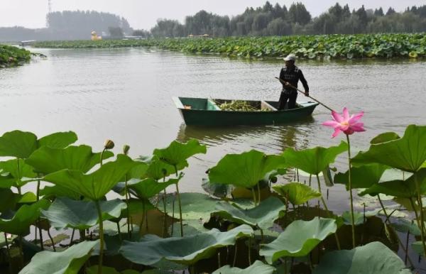 雄安新区22个专项规划32个专题研究均取得阶