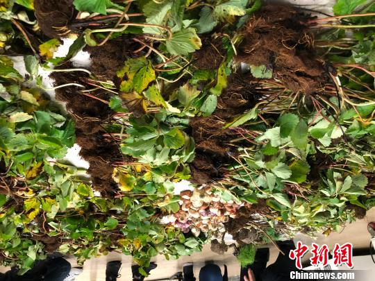 上海今年截获2500余公斤非法进境种苗|种苗|检