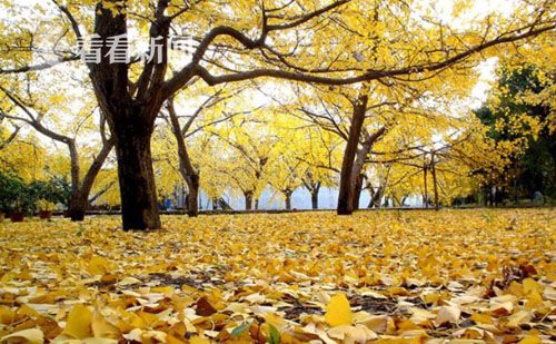 上海城市落叶景观道路新增至29条 11月中旬起