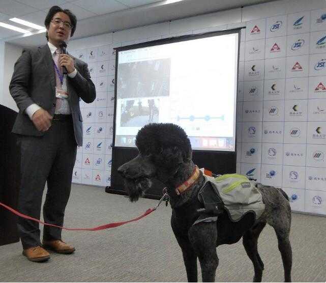 日本研发智能宠物装可推测救助犬干劲 促使犬类高效救援