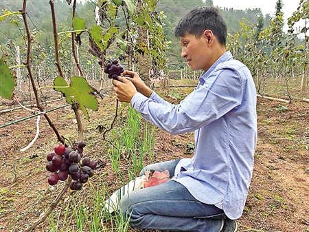 2020年重庆农村经济总量_重庆轻轨2020年规划图(3)