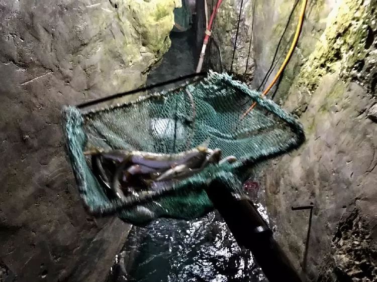 重庆巫溪农户家里挖出神秘鱼泉 汛期涌出大量