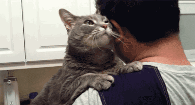 可我没有猫,也没有你.