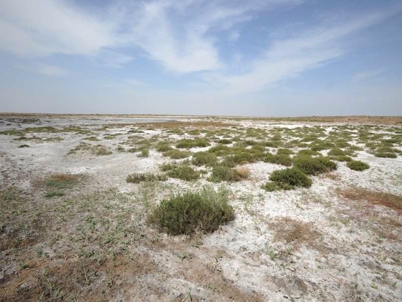 东东营千亩海水稻喜获丰收 创新盐碱地改良技