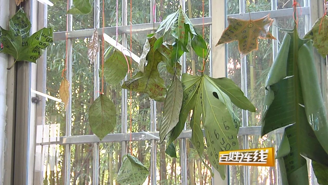 老师要求树叶上写拼音 小学生扛芭蕉叶交作业