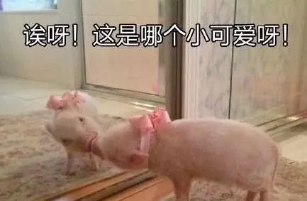 笑成猪叫!如何避免成为一个油腻的中年人?|中