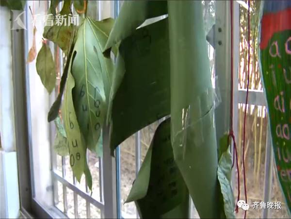 让在树叶上写拼音,小学生扛芭蕉叶交作业!亲爹