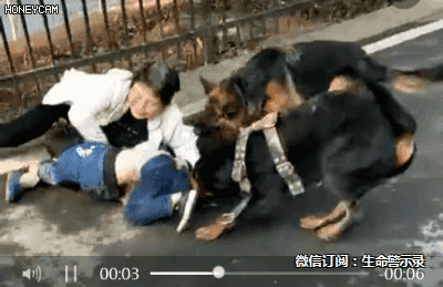 两只恶犬撕咬小孩,狗主人,死哪去了?-新浪汽车