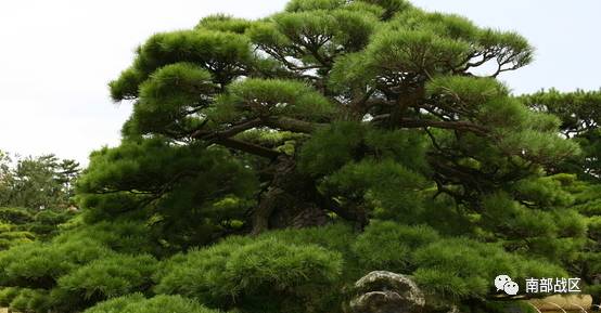 短篇小说 | 文清丽:送父亲上路