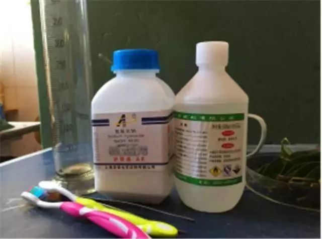 福利丨动脑又动手,和孩子一起做个叶脉书签,让童年牛起来!