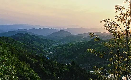 资料图 以岐山县为例,把造林绿化和发展绿色产业与增加农民收入相结合,按照秦岭北麓花椒、猕猴桃,塬上地区苗木花卉,渭北旱腰带干杂果的思路,因地制宜、精准施策,大力实施经济林带建设,累计发展核桃、花椒6.96万亩,花卉苗木1.2万亩,林业产业扶贫让农民得到实惠。 西部网、陕西头条记者了解到,陕西全省木本油料林即将突破2000万亩,油用牡丹、核桃面积居全国第二,花椒产量居全国第一,陕北红枣享誉全国,森林旅游年总产值超过80亿,人工繁育林麝达到1.