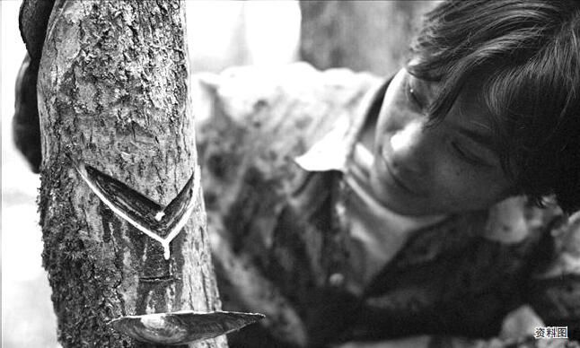 天然橡胶保险+期货风险管理实务研究|期货|保