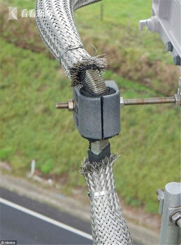 拿电缆磨嘴?凤头鹦鹉添乱 澳大利亚宽带网损失