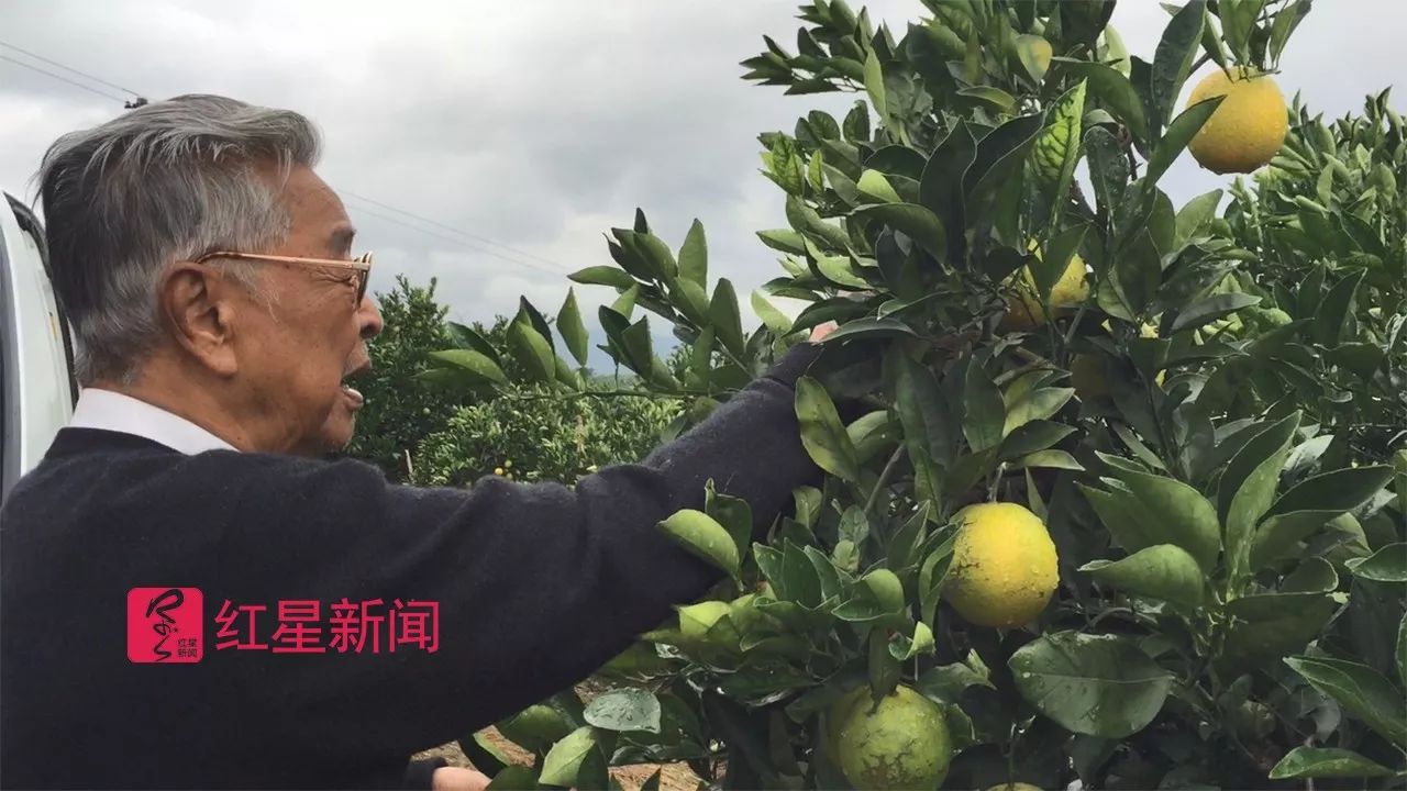 褚时健被传死讯后:仍爱钻果园 理解我就别带人来|褚时健|果园|云南_新浪新闻
