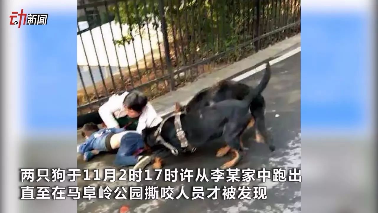 恶狗撕咬小孩老人事件的狗主人找到了