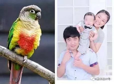 媒体:因6只鹦鹉获5年刑期 鹦鹉案二审会改判吗?