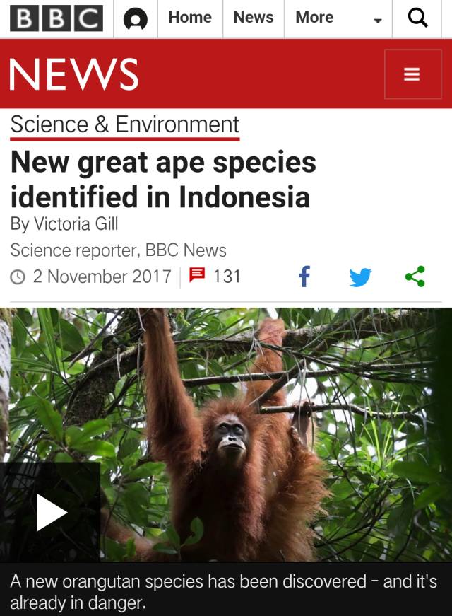 苏门答腊发现新种猩猩！等等，怎么脸平一点就不是一个物种了？