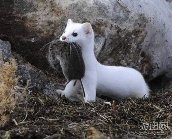 “平头哥”不服就是干!盘点那些长相“逗比”的动物