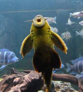 怪鱼!专家呼吁不要盲目放生、弃鱼|放生|怪鱼|清道夫