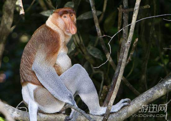 “平头哥”不服就是干!盘点那些长相“逗比”的动物