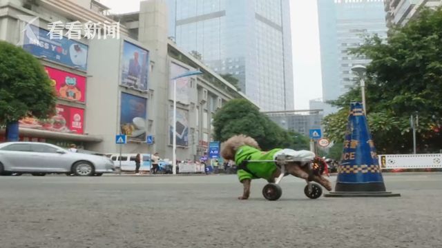 视频|感动! 狗坚强 成网红 因车祸后肢残疾但仍