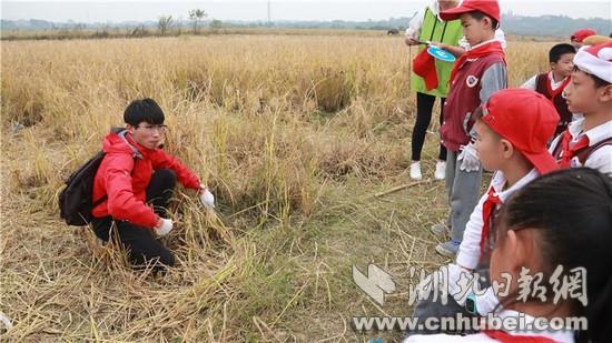 武汉试点中小学研学旅行 课堂开进农场以自然