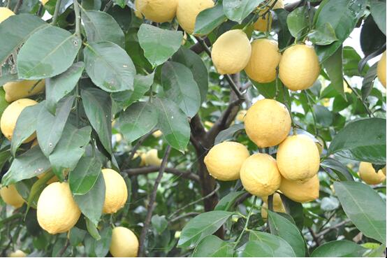 潼南万亩柠檬邀你来采摘|柠檬|潼南|潼南区