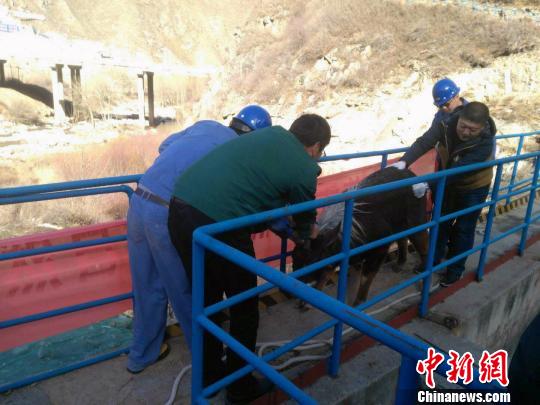 “该只‘四不像’是果米滩水电站工作人员通过监控系统发现,当时其身处水电站前池内,遂即水电站三名工作人员从水池内救起。”青海省野生动物救护繁育中心负责人齐新章介绍,在施救过程中,一名工作人员被攻击受伤,目前在青海省人民医院观察治疗。图为工作人员正在救助“四不像”。 张虎 摄