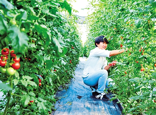 樱桃番茄丰收|樱桃番茄|丰收|巍山县