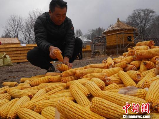 目前刘洪财还在继续着玉米屋的建造，预计还要一周时间才能全部建成。　苍雁 摄