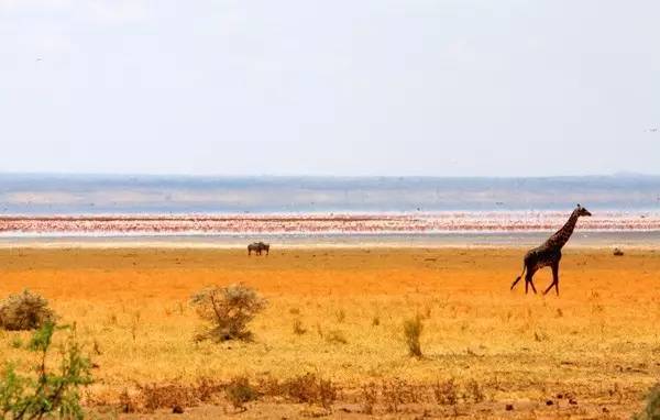 中国护照又双叒叕升值!最新免签落地签清单,新