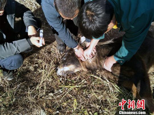 “此次被救助放归的‘四不像’(中华鬣羚)为成年雌性,身体情况健康良好。”齐新章表示,根据相关记录,该物种在青海主要分布在玉树、囊谦、班玛、兴海等地,此前从未在西宁及周边地区发现过野生中华鬣羚活动踪迹。图为工作人员正在救助“四不像”。 张虎 摄