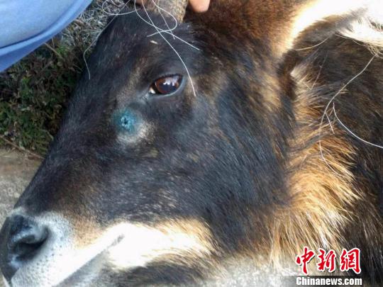 据了解,青海省野生动物救护繁育中心工作人员赶到现场后,与地森林公安和野生动物保护站共同制定救援方案,决定将其进行麻醉,然后用铲车运往附近大黑沟自然保护区,在实施苏醒后放归。图为当日被救助的“四不像”。 张虎 摄
