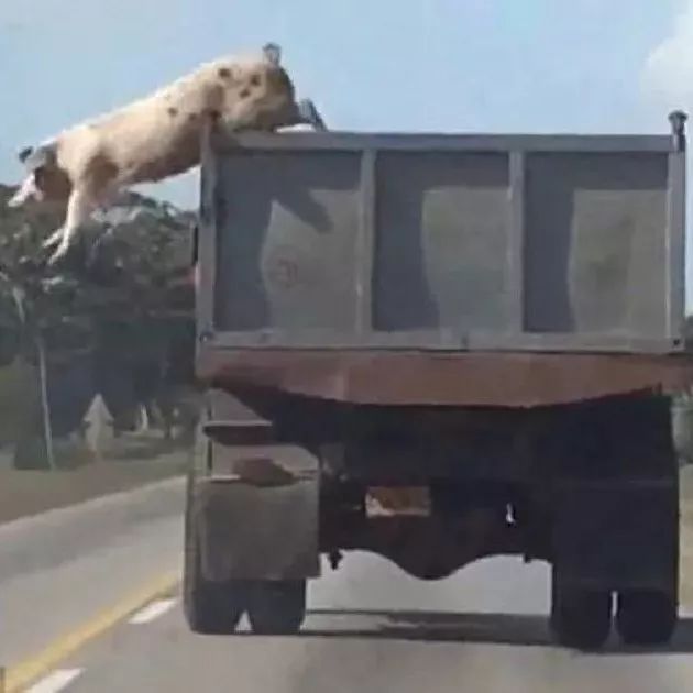 实拍二师兄冒死跳车，300斤肉直接往地上摔