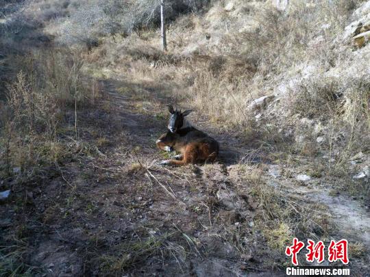 中华鬣羚也叫苏门羚,属牛科动物,民间称其为“四不像”,目前该物种已被列入《濒危野生动植物种国际贸易公约》、《中国物种红色名录》和《中国濒危动物红皮书》,属中国国家二级保护动物。图为当日被救助的“四不像”。 张虎 摄