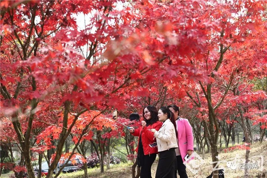 这个周末昆明暖洋洋 不去这些地方太可惜了!|昆