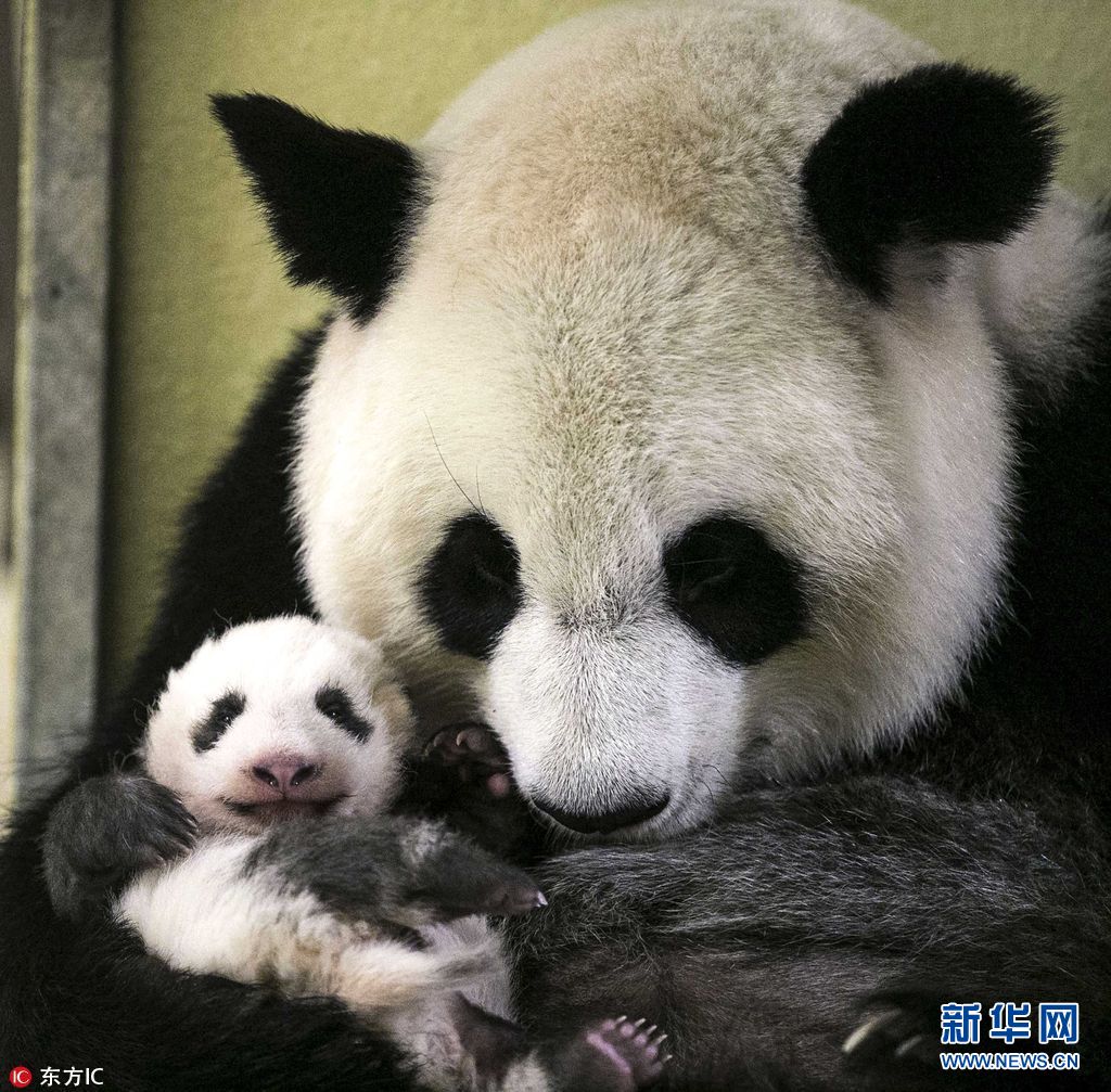 每日壁纸: 四川成都熊猫基地的小熊猫 (© Biosphoto/Alamy) - 自习