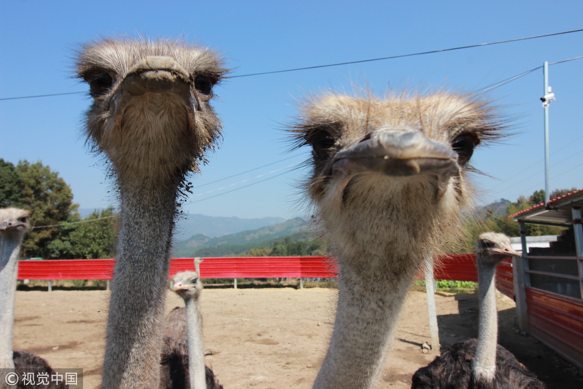 放弃百万年薪工作进山养鸵鸟 只为带领村民致